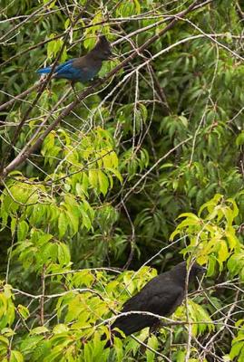 BlueJay_Crow_07.05.04_04.JPG