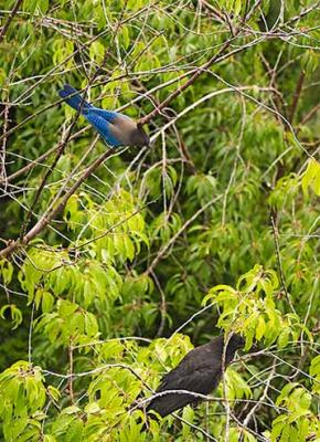 BlueJay_Crow_07.05.04_06.JPG