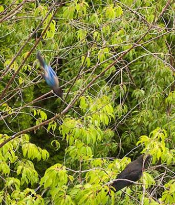 BlueJay_Crow_07.05.04_07.JPG