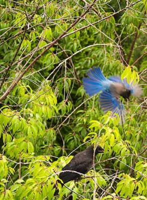 BlueJay_Crow_07.05.04_08.JPG