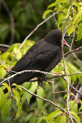BlueJay_Crow_07.05.04_10.JPG