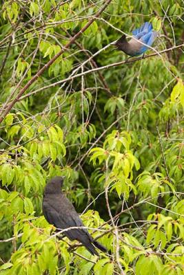 BlueJay_Crow_07.05.04_11.JPG