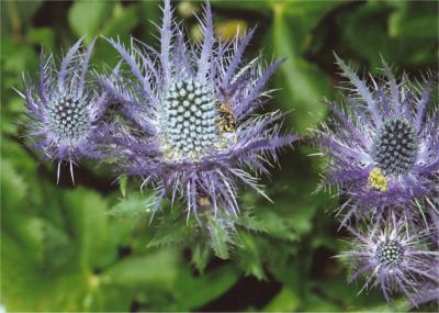 Eryngium alpinum. Zavizan, Croatie. Août 2002.