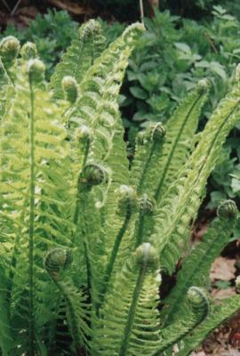 Fougre d'Allemagne (Matteucia struthiopteris, Polypodiacees). Auderghem, Bruxeles.