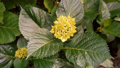 Hortensia en bouton. Auderghem. Printemps 2001.