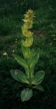 Gentiane jaune (Gentiana lutea). Ravascletto, Tolmezzo, Italy. Juillet 1999.