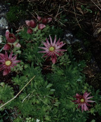 Joubarde de montagne (Sempervivum_montanum). Ravascletto, Tolmezzo, Italy.