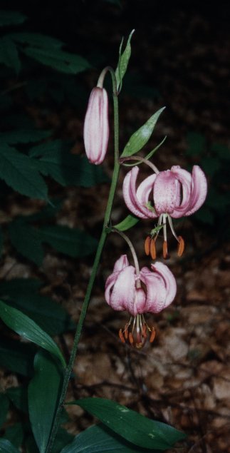 Lis martagon (Lilium martagon). Ravascletto, Tolmezzo, Italy. Juillet 1999.