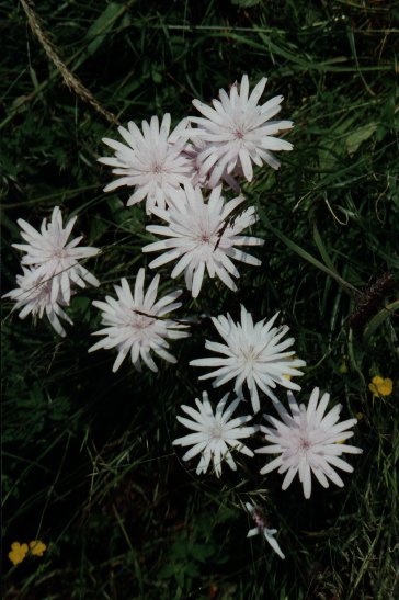 (non dtermin) Ravascletto, Tolmezzo, Italy. Juillet 1999.