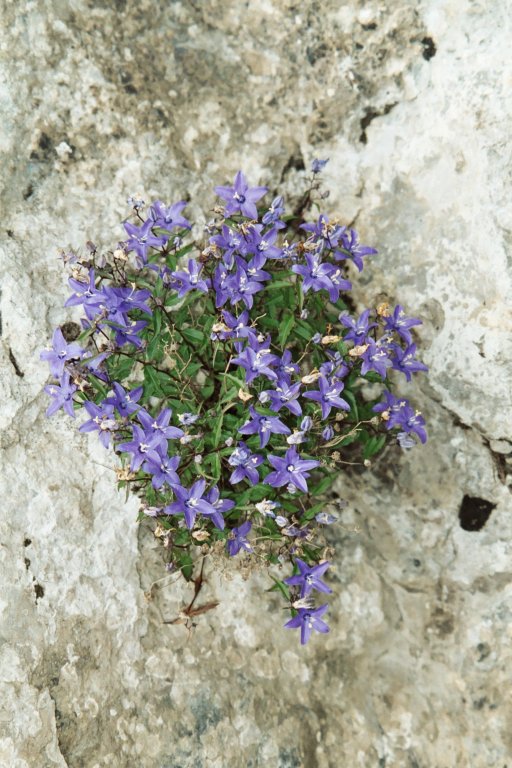 (non dtermin) Zavizan, Croatie. Aot 2002.