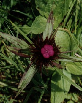 Oeillet barbu (Dianthus barbatus). Ravascletto, Tolmezzo, Italy. Juillet 1999.