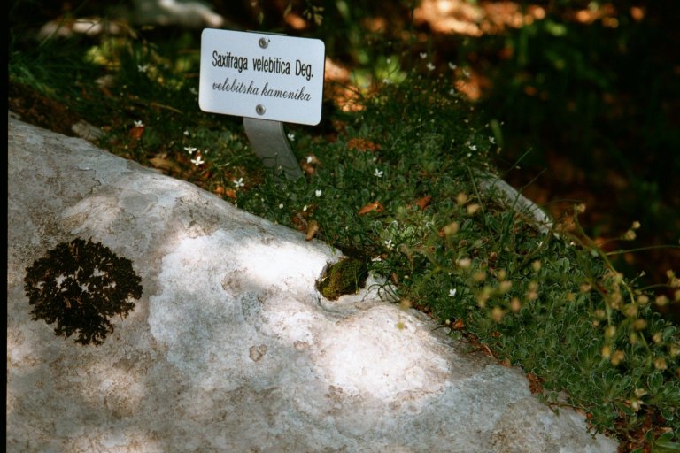 Saxifraga velebitica. Zavizan, Croatie. Juillet 2001.