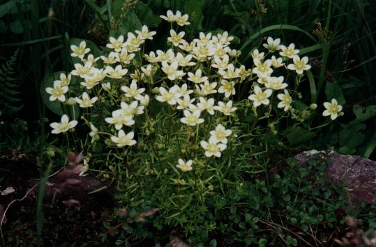 Saxifrage  feuilles rondes.