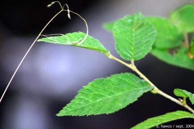 Green Leaves