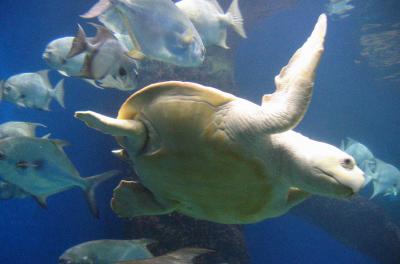 Turtle