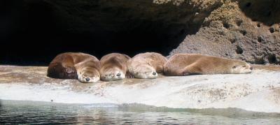 lazy dudes