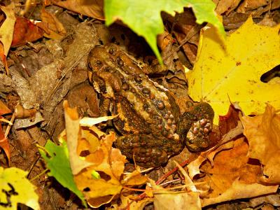 Toad, Mt Van Trail 0038.jpg