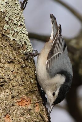 white-breasted nuthatch 005.jpg