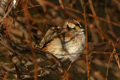 white throated sparrow 001.jpg