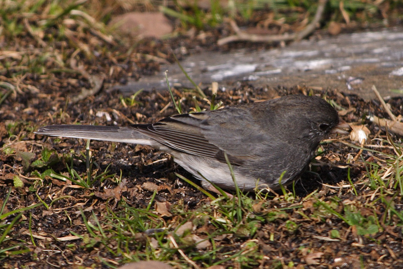 dark-eyed junco 004.jpg