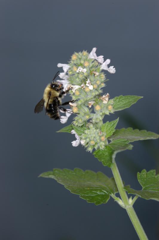 Bumblebee on mint