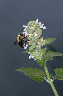 Bumblebee on mint