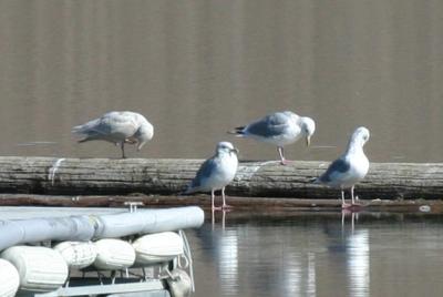 1st winter Glaucous Gull