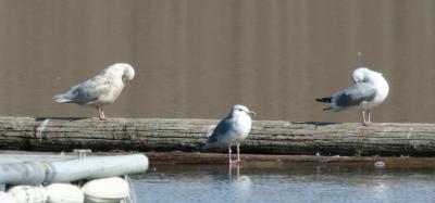 1st winter Glaucous Gull