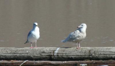 1st winter Glaucous Gull