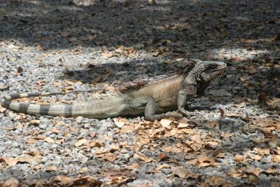 Iguana