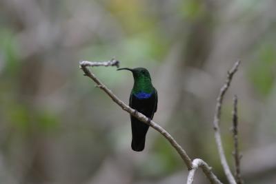 Green-throated Carib hummingbird