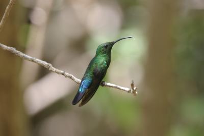 Green-throated Carib hummingbird