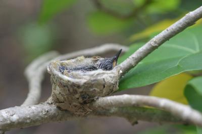 Green-throated Carib nestling