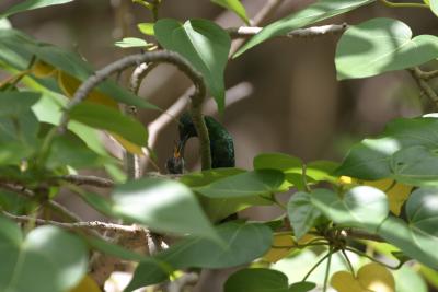 Green -throated Carib feeding nestling
