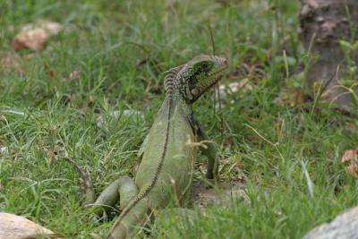 Green Iguana