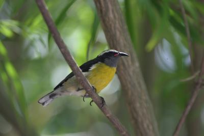 Bananaquit