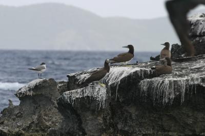 Brown Booby's on Carvelle Rock