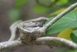 Green-throated Carib nestling