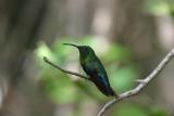 Green-throated Carib hummingbird