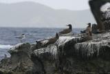 Brown Boobys on Carvelle Rock