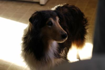 Foxy eyes