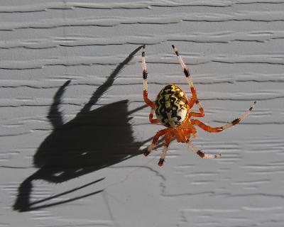 wSpider Shadow.jpg