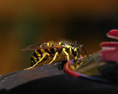 wYellow Jacket HF2.jpg