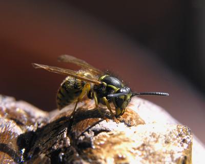wYellow Jacket on Wood1.jpg