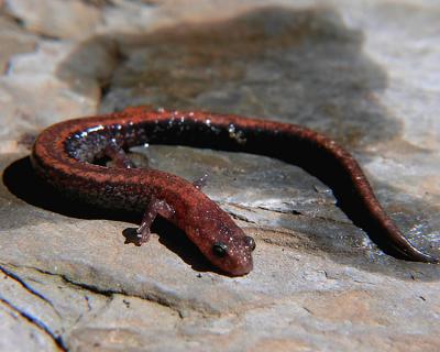 wSalamander1.jpg