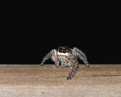 wJumping Spider1.jpg