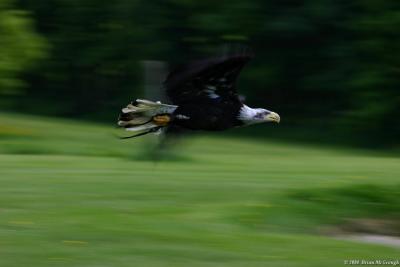 bald eagle