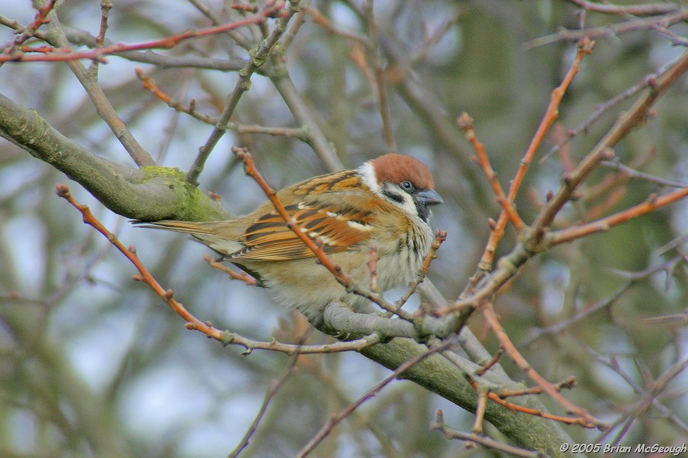 tree sparrow.jpg