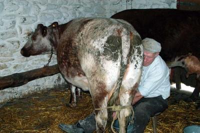 u47/bmcmorrow/medium/30456266.IrelandB215.jpg
