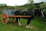 Muckross Farms